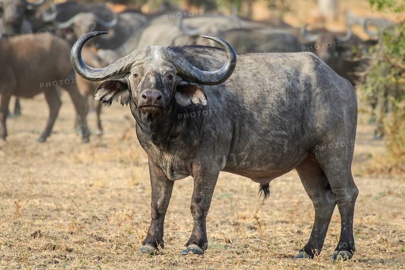 Cape buffalo (Syncerus caffer)