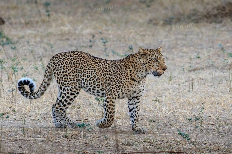 Leopard (Panthera pardus)