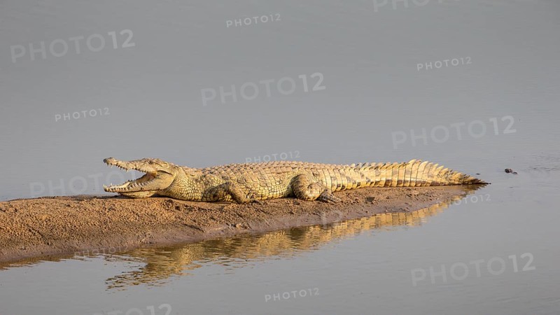 Nile crocodile (Crocodylus niloticus)