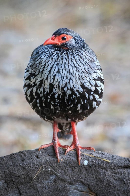Red-necked spurfowl (Francolinus afer)