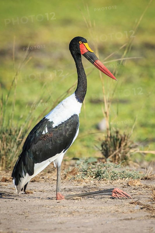 Saddle-billed stork (Ephippiorhynchus senegalensis)