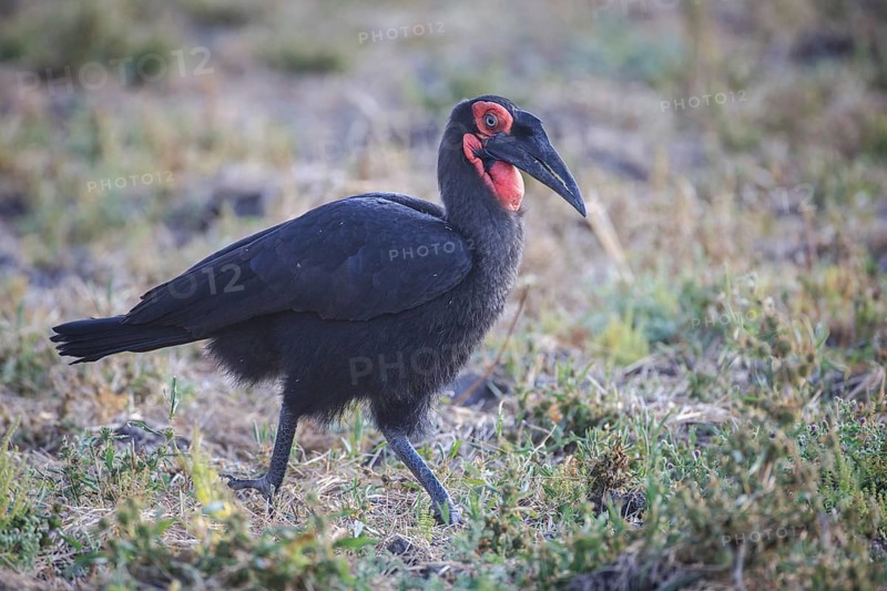 Southern ground hornbill (Bucorvus leadbeateri)