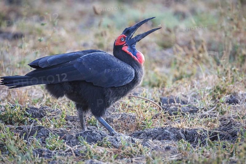 Southern ground hornbill (Bucorvus leadbeateri)
