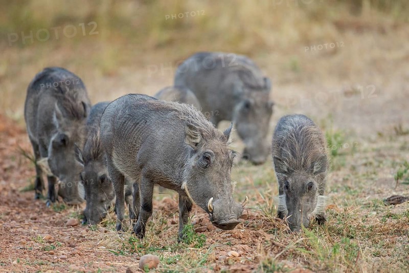 Warthogs (Phacochoerus africanus)