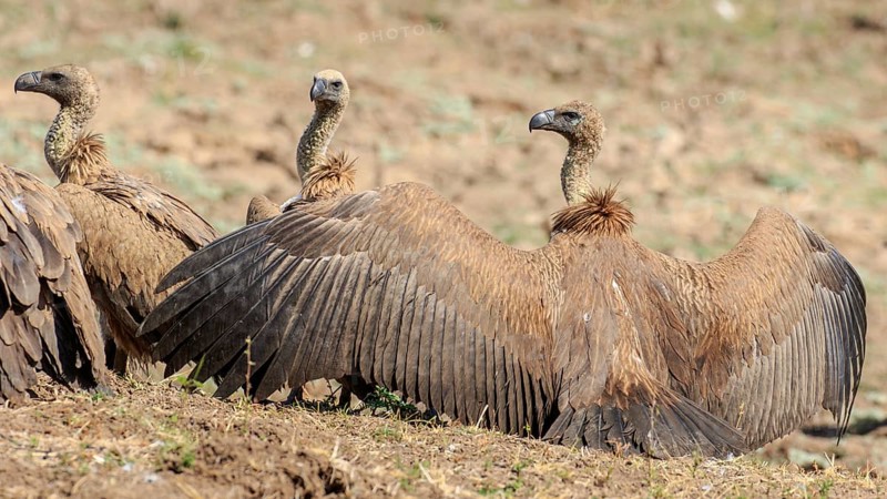 White-backed vulture (Gyps africanus) drying its wings