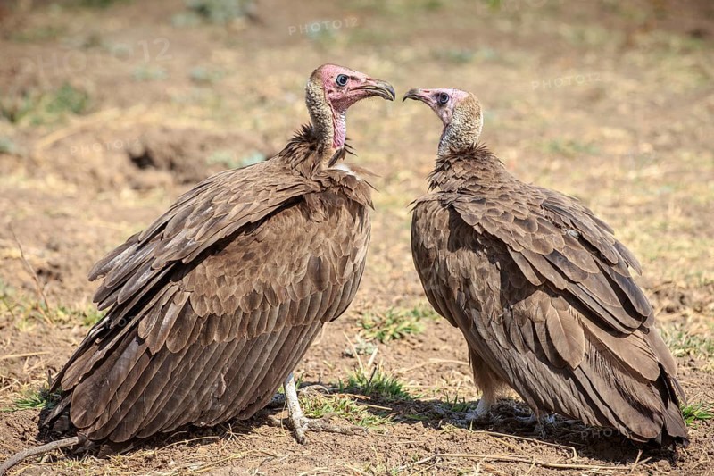 White-headed vulture (Trigonoceps occipital)