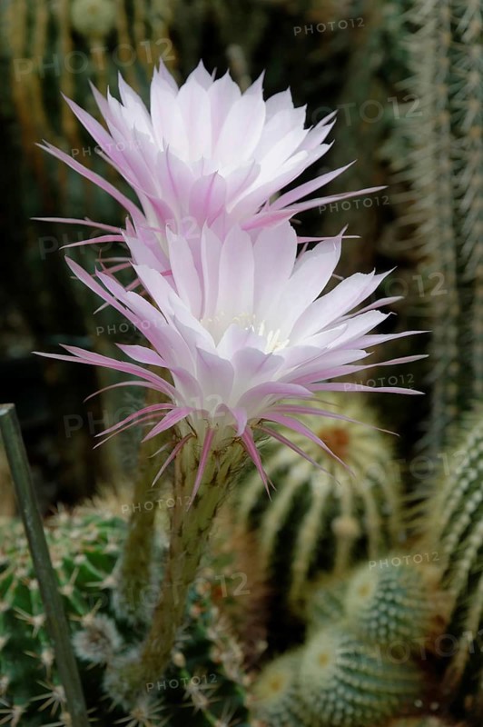 Flowering Hedgehog Cactus (Echinopsis sp.)