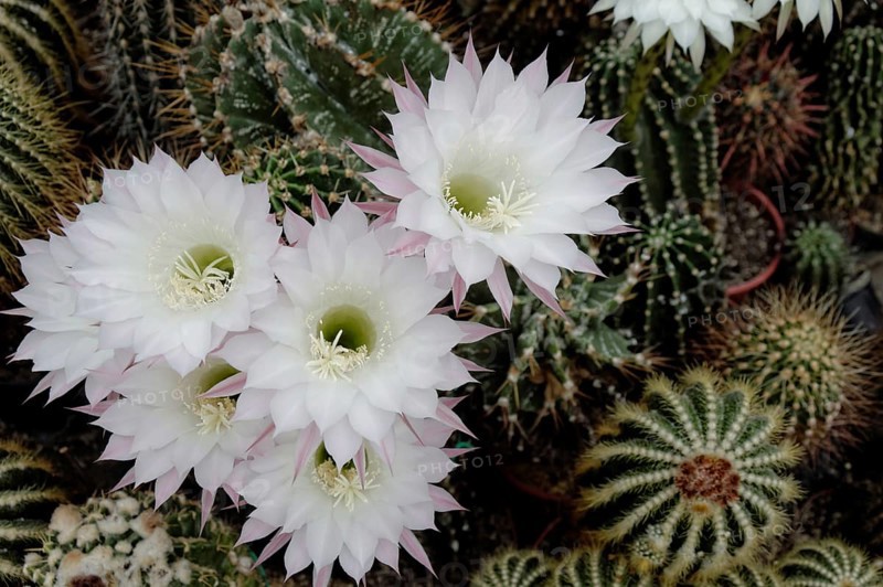 Flowering Hedgehog Cactus (Echinopsis sp.)
