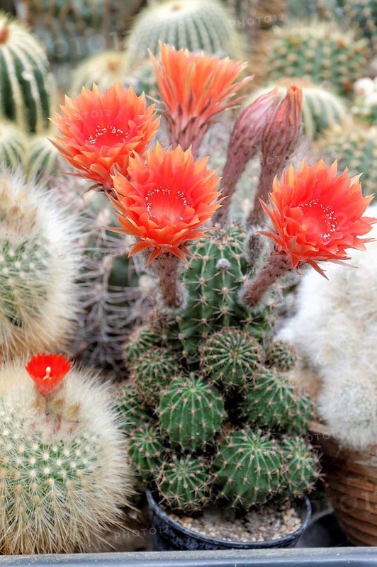 Flowering Cactus (Echinopsis sp.)