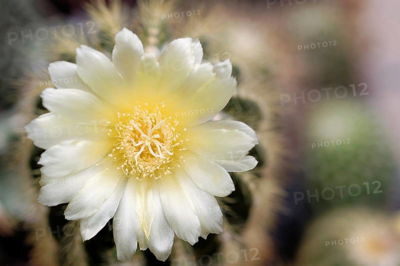 Notocactus (Parodia sp.) flower