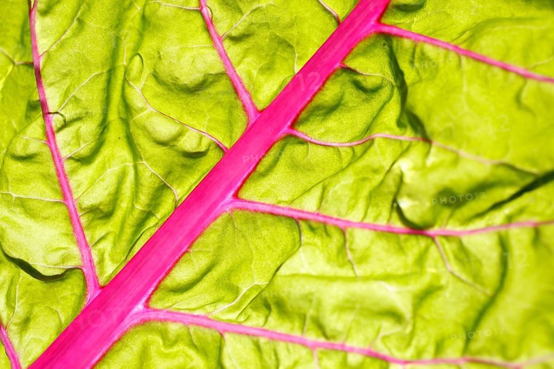 Chard leaf (Beta vulgaris subsp. vulgaris)