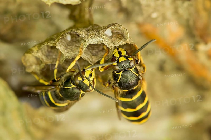 Common Wasp (Vespula vulgaris)