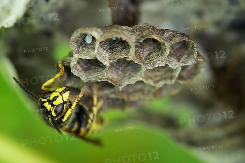 Common Wasp (Vespula vulgaris)