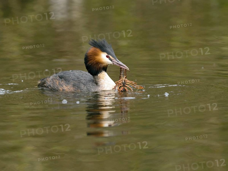 Grebe (Podiceps cristatus) with crayfish (Astacus astacus) in water
