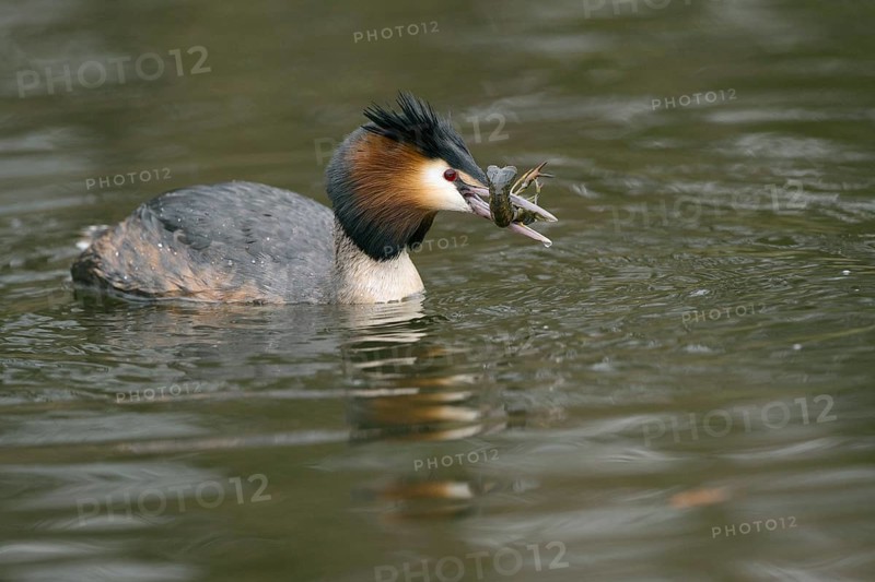 Grebe (Podiceps cristatus) with crayfish (Astacus astacus) in water