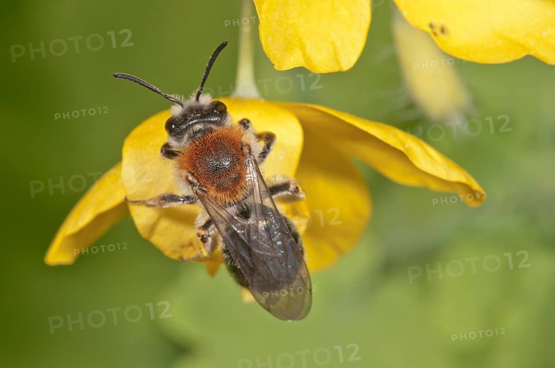 Early Mining Bee on Celandine flower