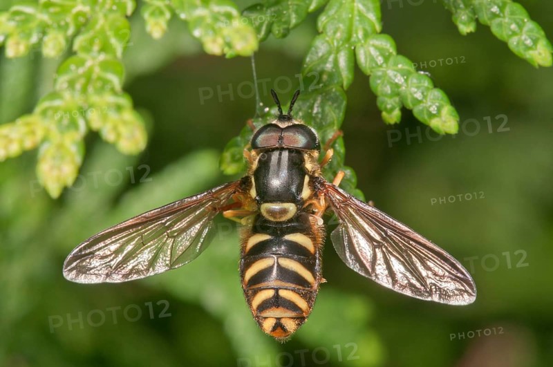 Striped Hoverfly (Dasysyrphus albostriatus)