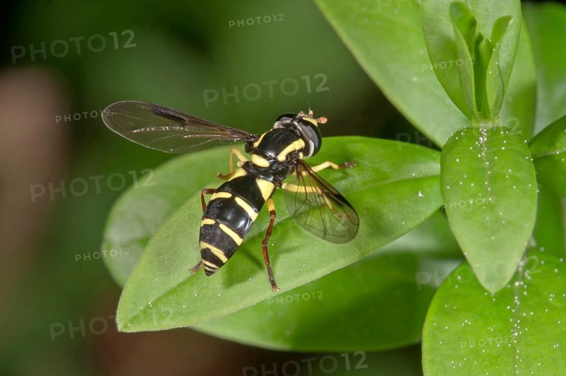 Xanthogramma pedissequum hoverfly