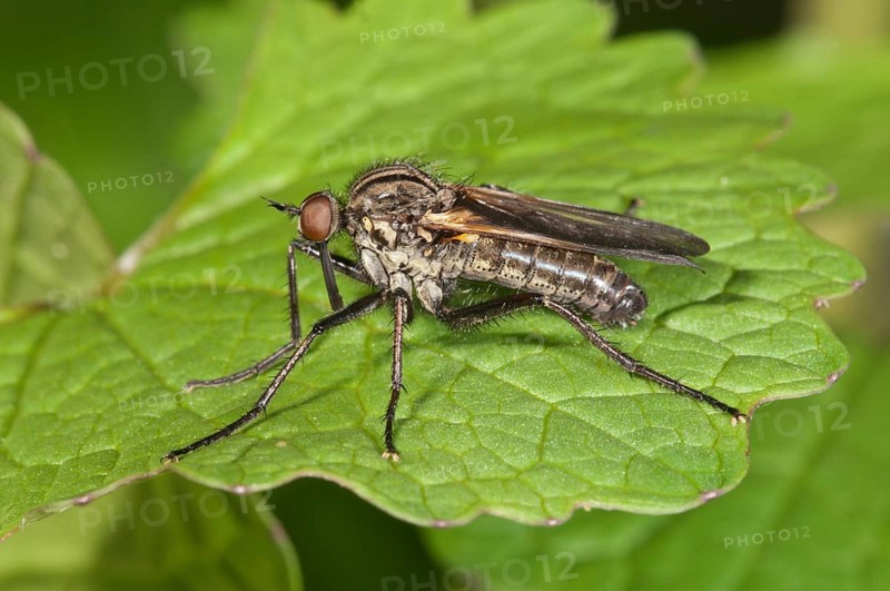 Dance Fly (Empis tessellata)