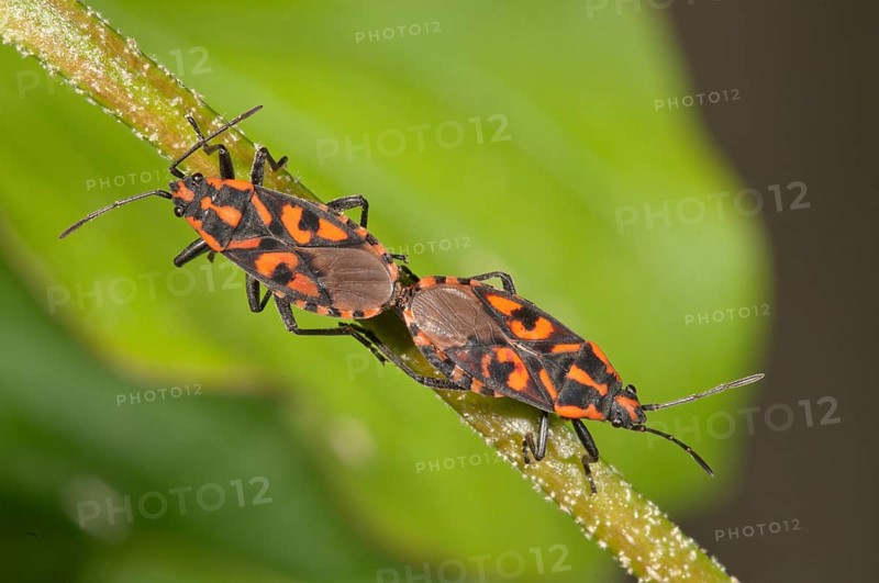 Milkweed bugs (Lygaeus saxatilis)