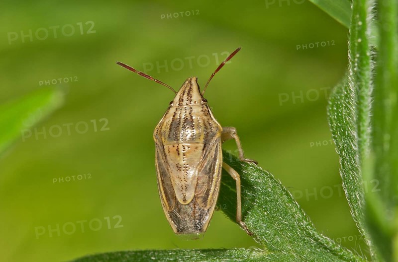 Bishop's Mitre (Aelia acuminata)