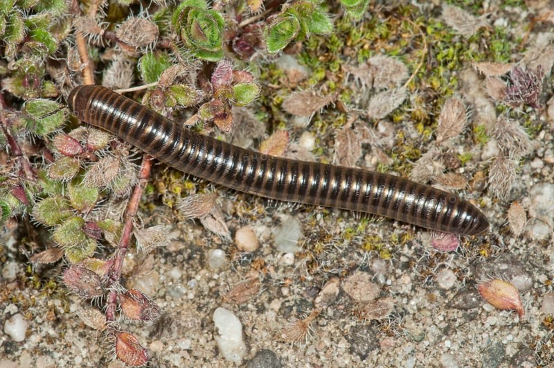 Millipedes (Myriapoda)