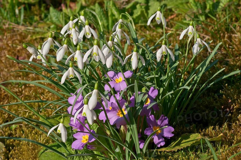 Snowdrops (Galanthus nivalis) and Common Primrose (Primula vulgaris)