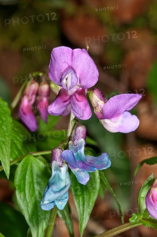 Spring Vetchling (Lathyrus vernus)