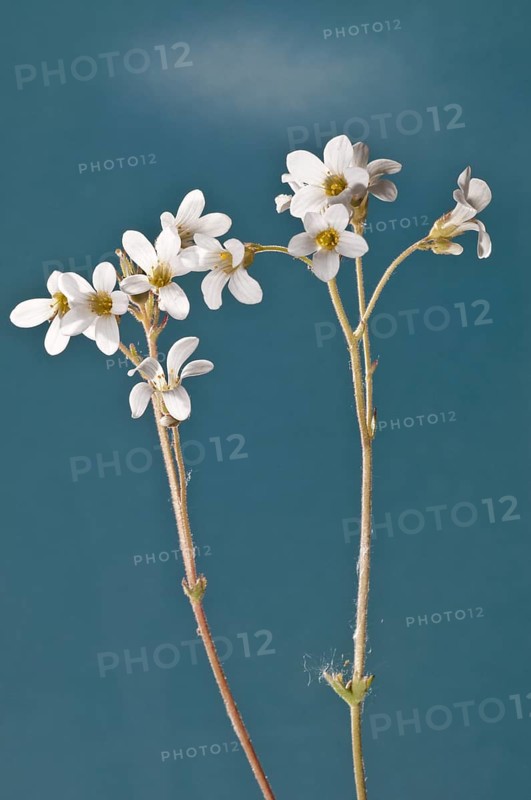 Meadow Saxifrage (Saxifraga granulata)