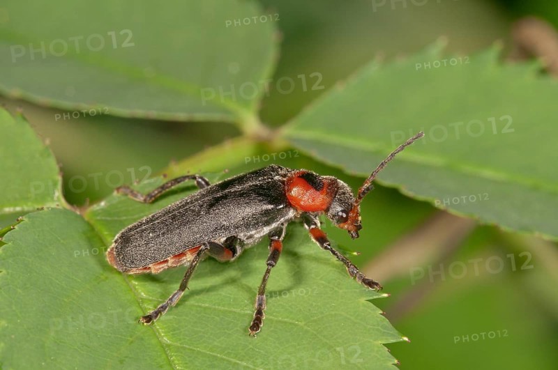 Cantharis fusca (Cantharis fusca)
