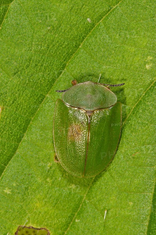 Green tortoise beetle (Cassida viridis) resting