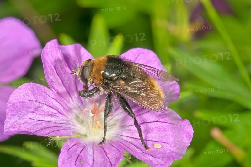 Volucella bombylans (Volucella bombylans) feeding on bloody geranium (Geranium sanguineum) pollen