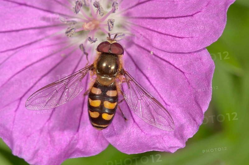 Lapland syrphid fly (Lapposyrphus lapponicus) feeding on bloody geranium (Geranium sanguineum) flower