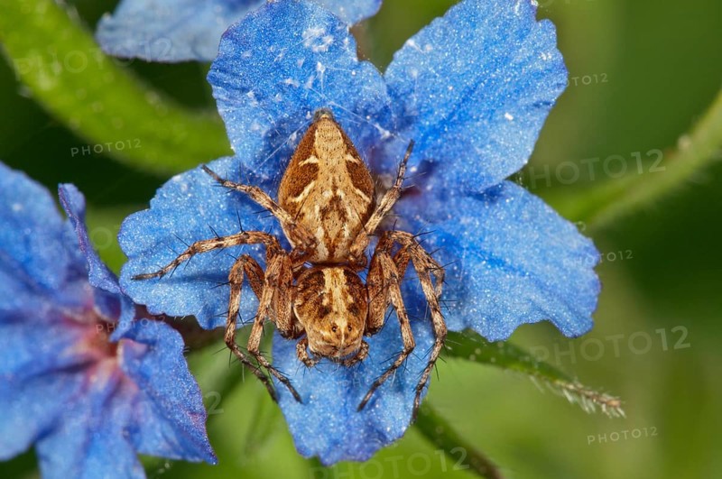 Crab spider (Xysticus q.) lying in wait on Purple Gromwell (Buglossoides purpurocaerulea) flower