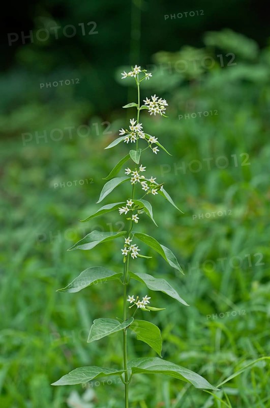 White swallow-wort (Vincetoxicum hirundinaria)