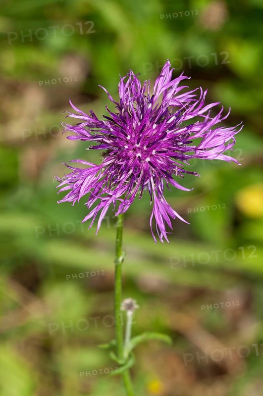 Greater Knapweed (Centaurea scabiosa) Baden-Wurttemberg