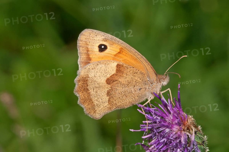 Meadow brown (Maniola jurtina)