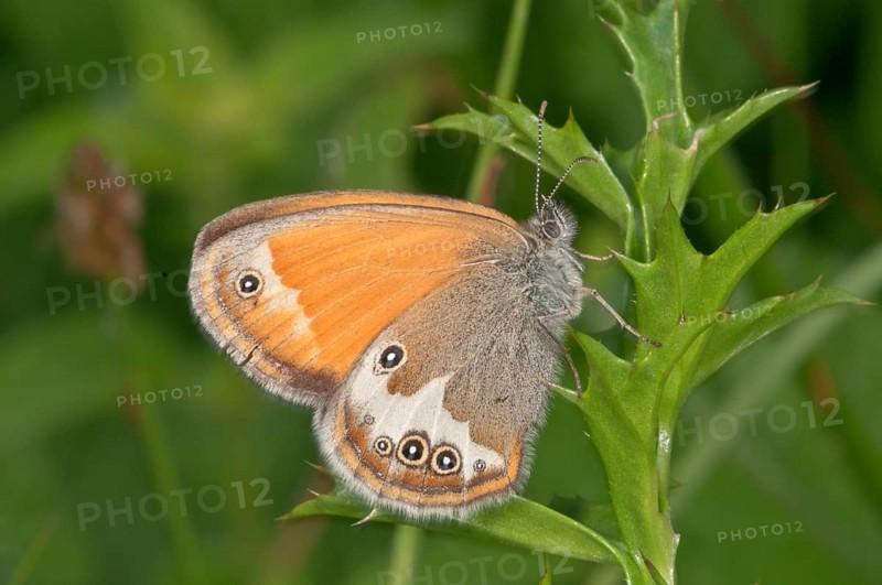 Pearly Heath (Coenonympha Arcania) at rest