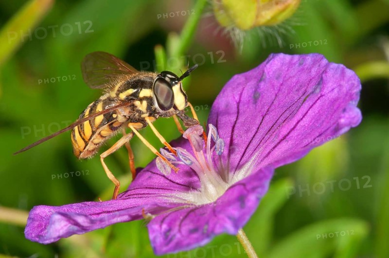 Hoverfly (Chrysotoxum cautum)