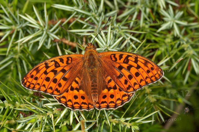 High brown fritillary (Fabriciana adippe) sunbathing on a juniper bush in Degenfeld