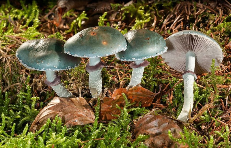 Verdigris agaric (Stropharia aeruginosa)