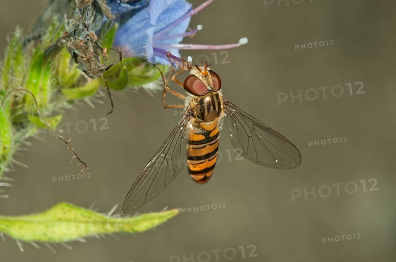 Marmalade hoverfly (Episyrphus balteatus) female