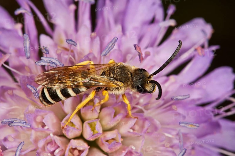 Halictus scabiosa (Halictus scabiosa) on Field Scabious (Knautia arvensis)