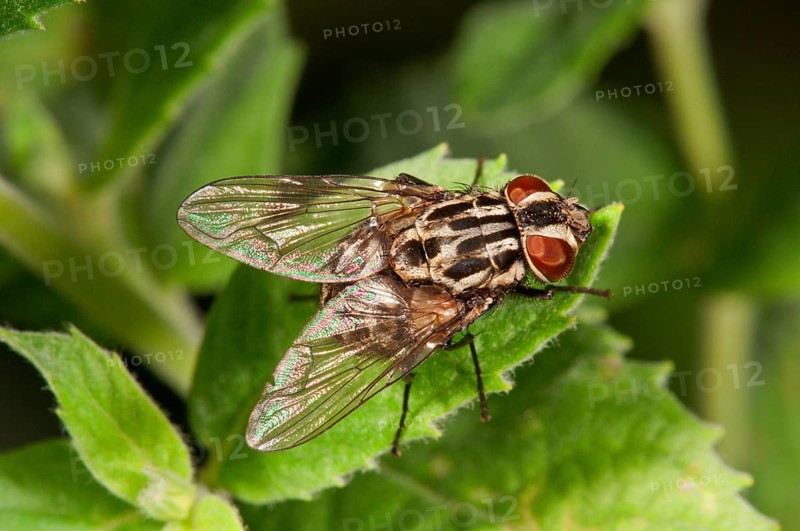 Spotted housefly (Graphomya maculata) basking