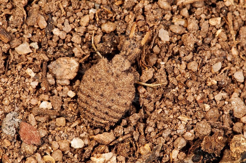 Antlion