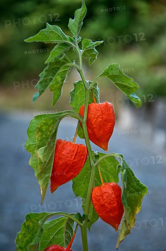 Chinese lantern (Physalis alkekengi) with seed pods