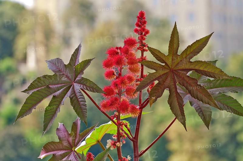 Castor oil plant (Ricinus communis)