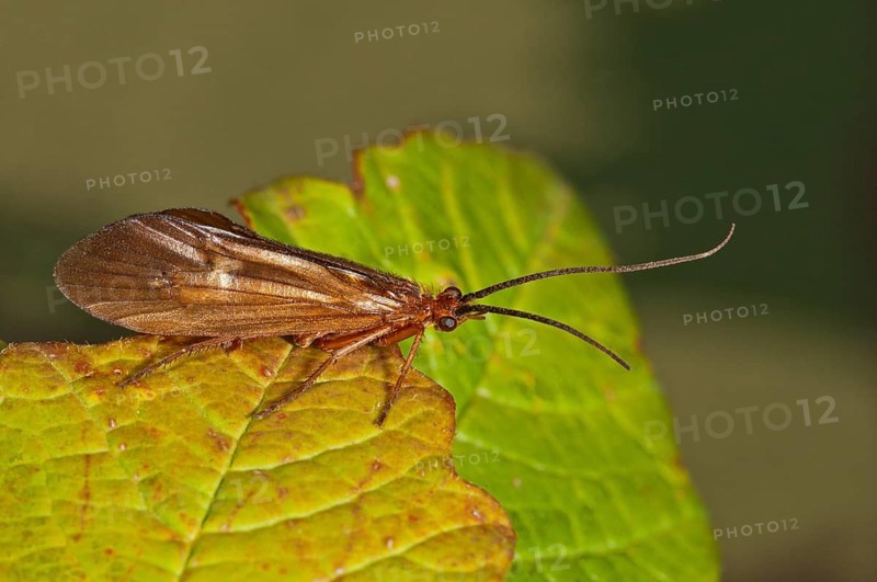 Chaetopteryx villosa (Chaetopteryx villosa) basks on a leaf