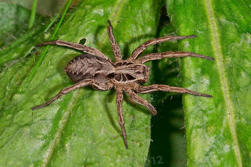 Alopecosa striatipes (Alopecosa striatipes) basking