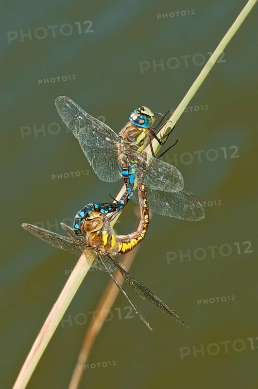 Migrant hawker (Aeshna mixta)